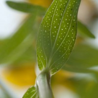 Perforate St. John's-wort